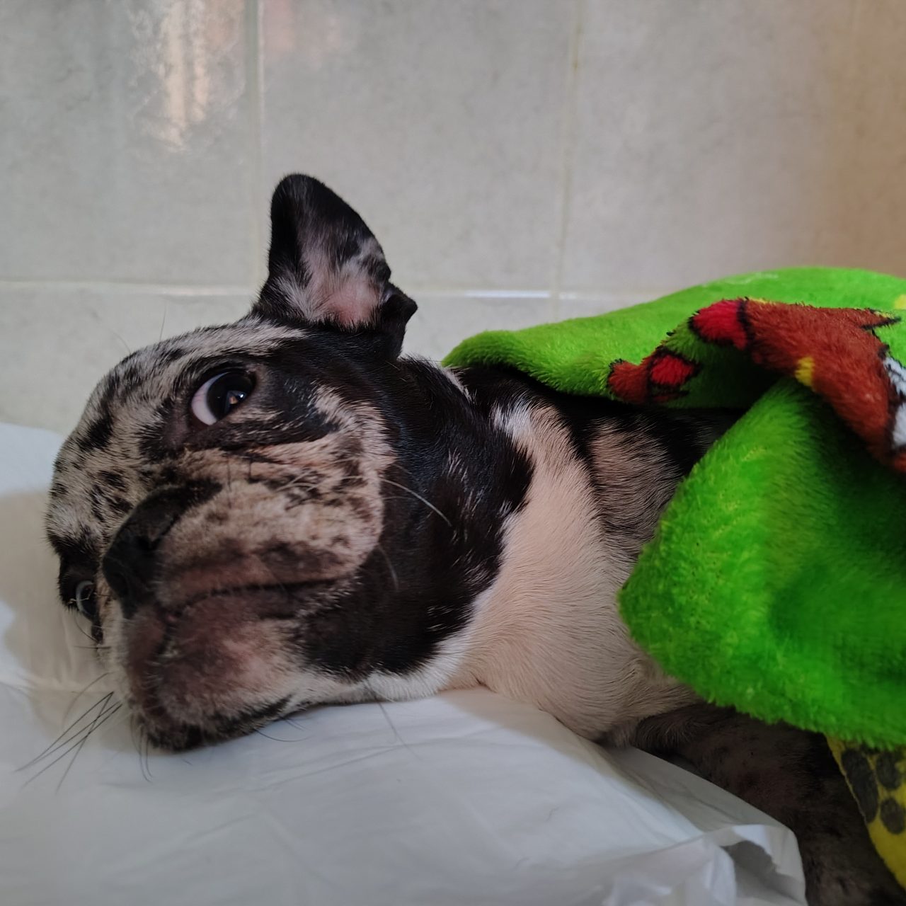 Foto