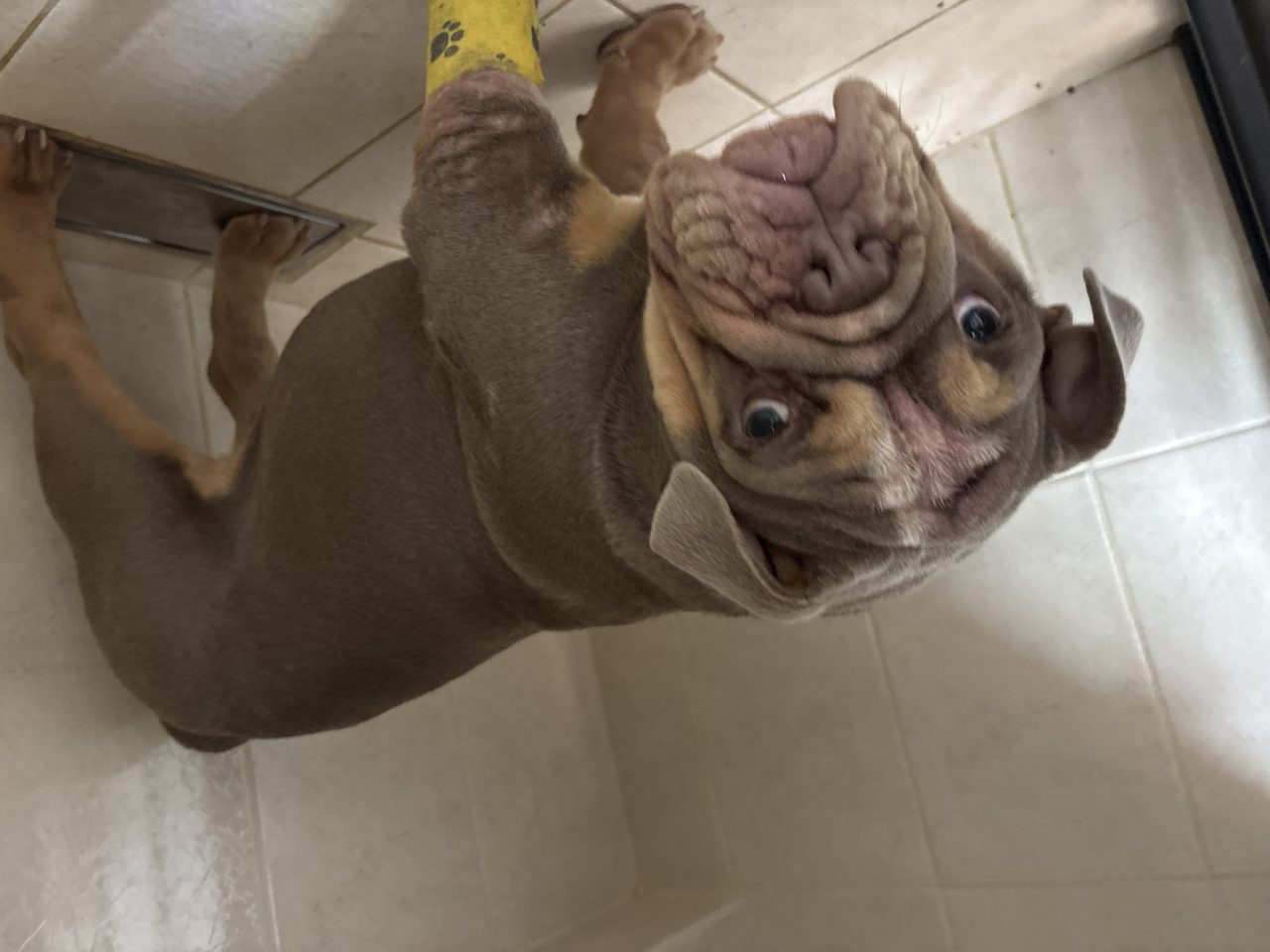 Foto