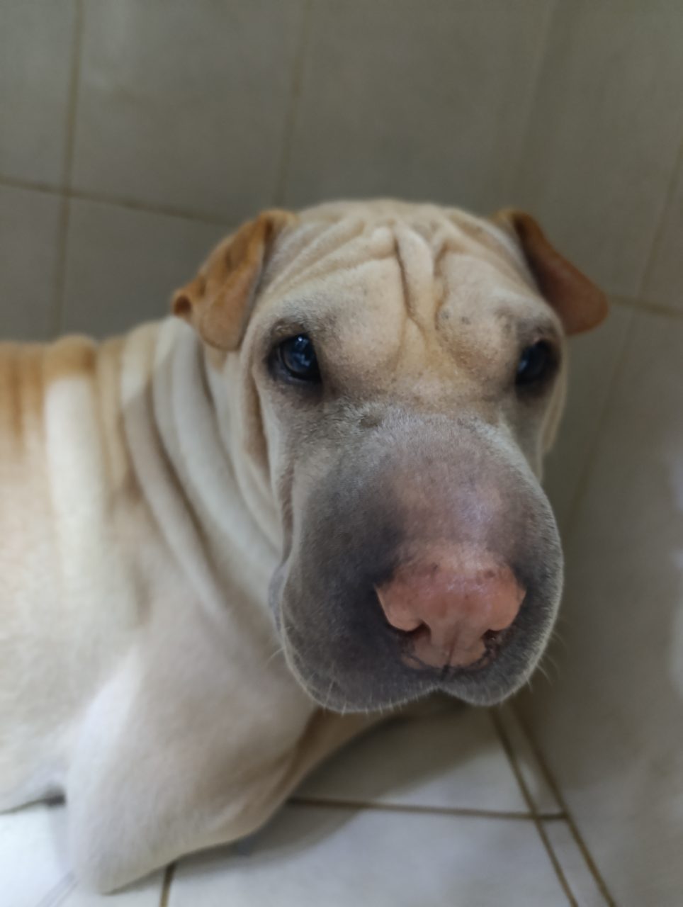 Foto