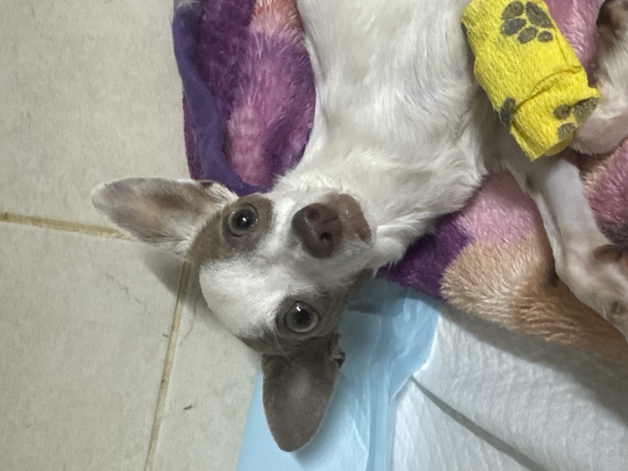 Foto