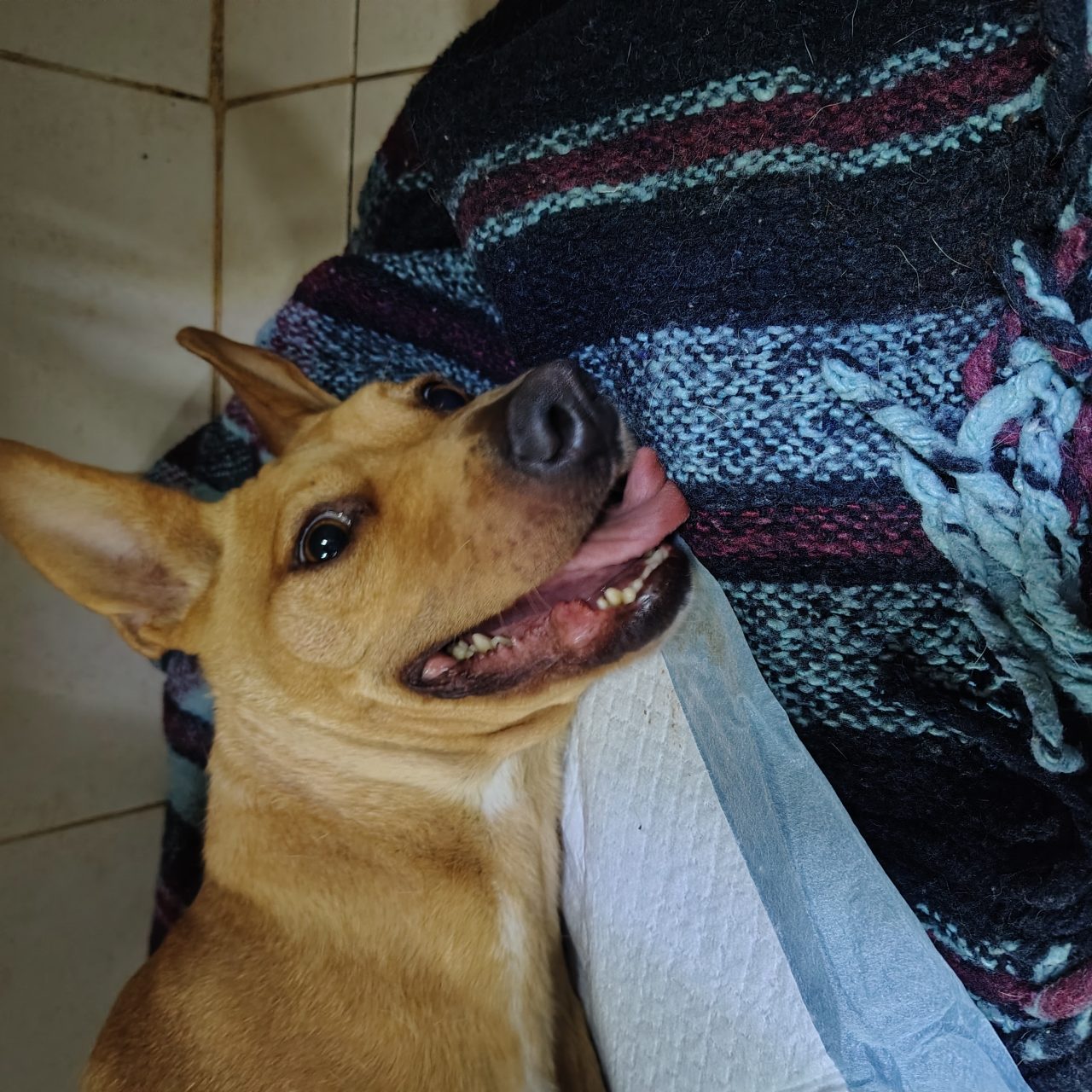 Foto