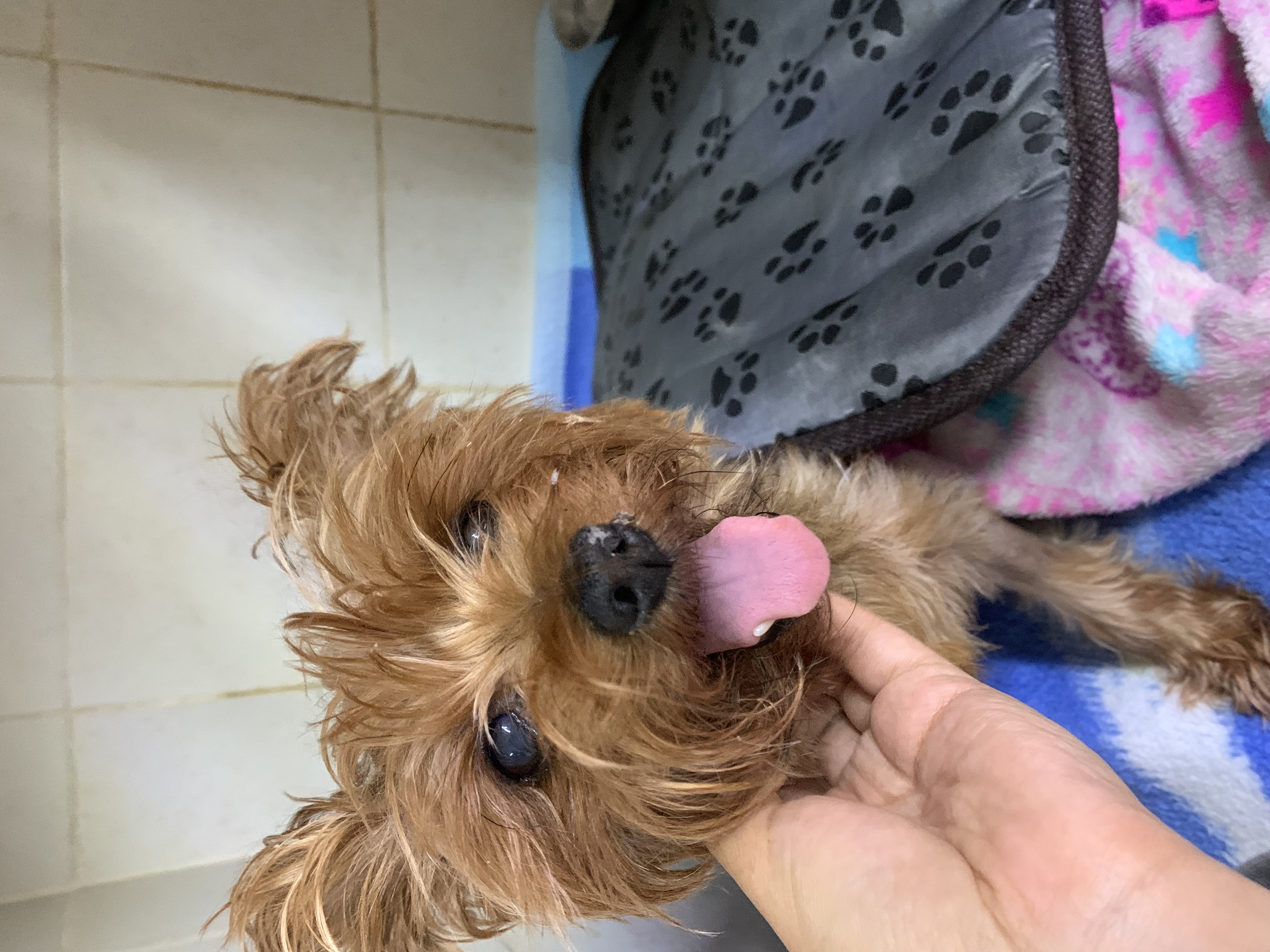 Foto