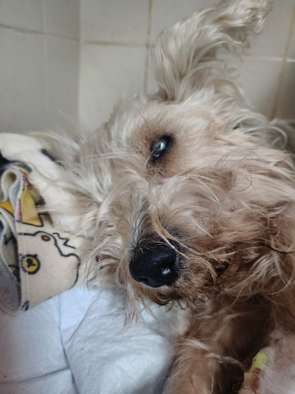 Foto